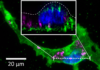 Substrate softness-dependent vortex microdiscs induced cytotoxicity